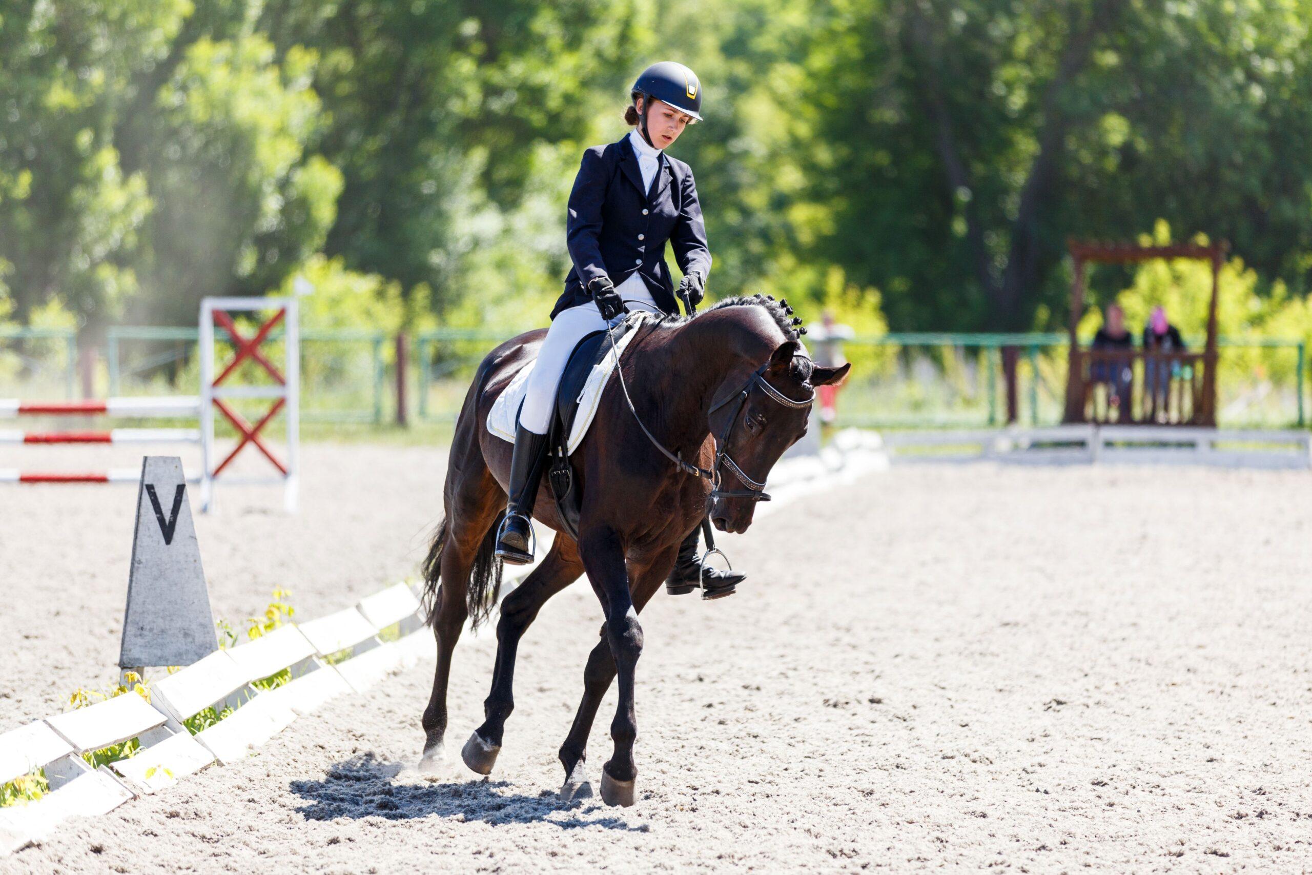 Rider on a dark equitation horse during early moments of dressage training
